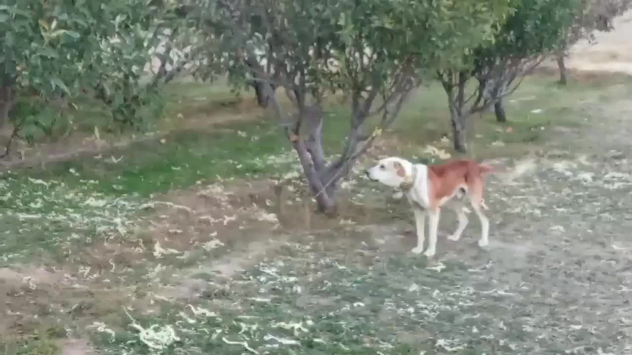 سگ.|سگ|قوچان, |دیوار