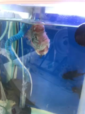 جوجه کامفاوارداتی|ماهی|تهران, افسریه شمالی|دیوار