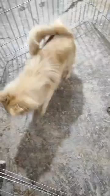 پامر|سگ|مسجد سلیمان, |دیوار