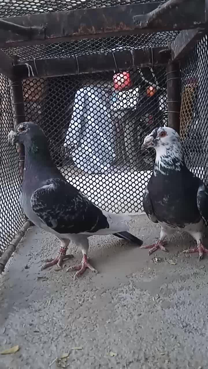 کبوتر|پرنده|سربیشه, |دیوار