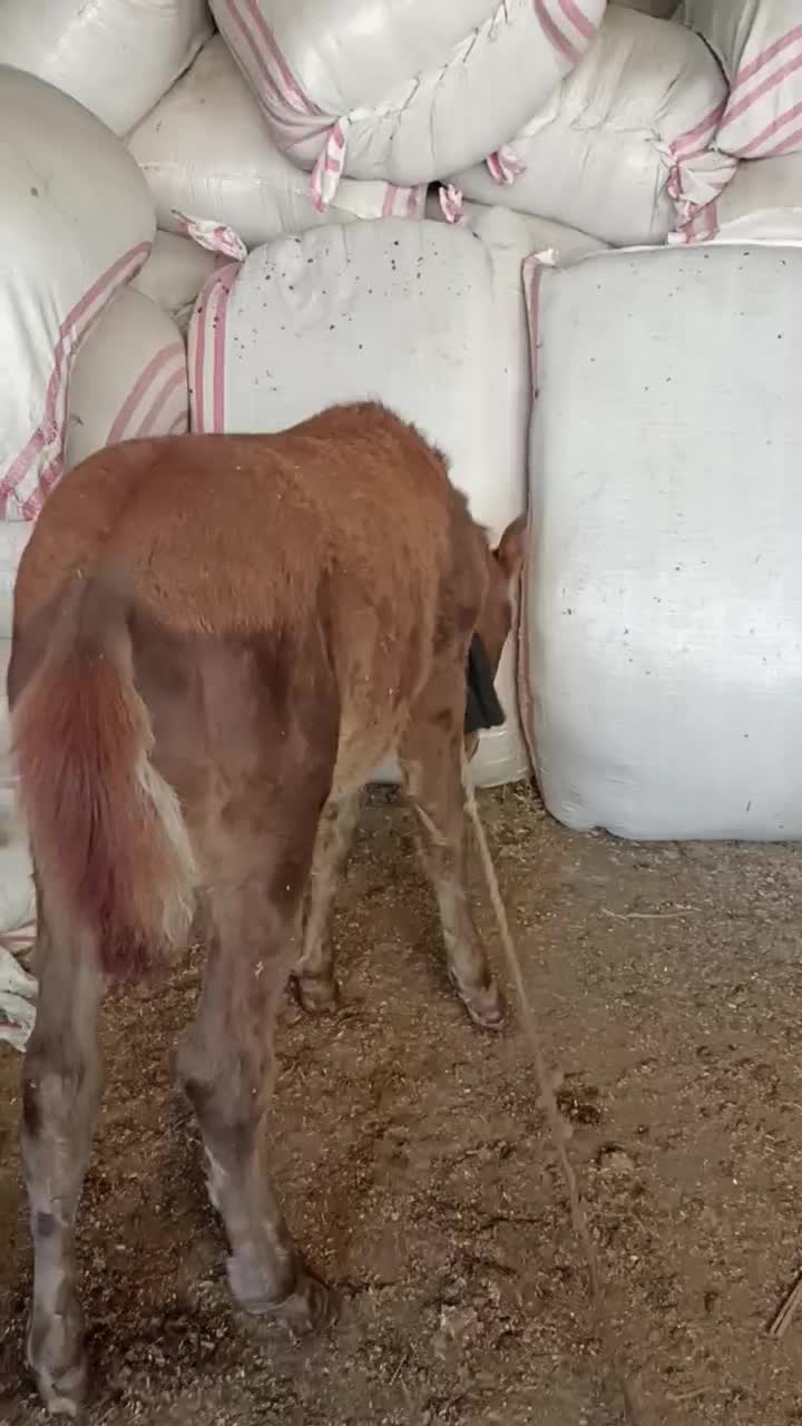 کره اسب نر چهار ماه یورقه|اسب و تجهیزات اسب‌سواری|آزادشهر, |دیوار