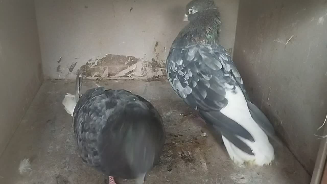 دم سفید|پرنده|اهواز, زیتون کارمندی|دیوار