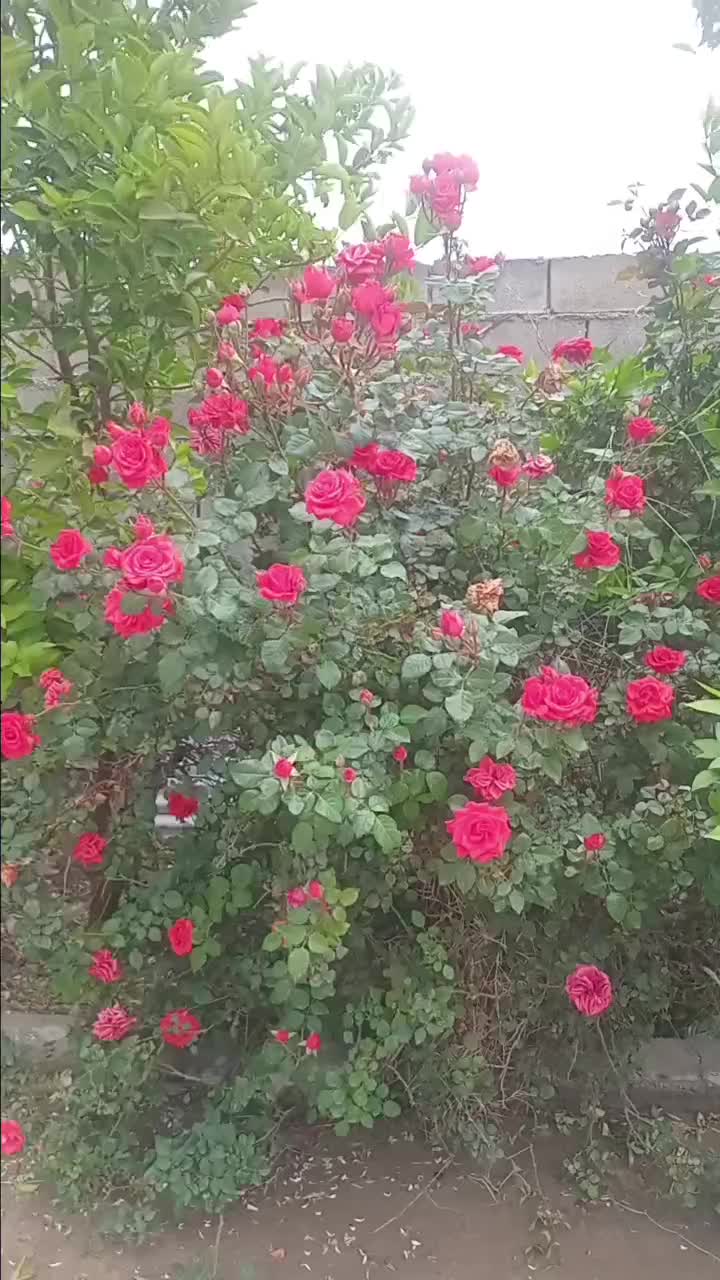 گل رز|گل و گیاه طبیعی|باغ ملک, |دیوار