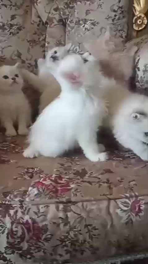 گربه اسکاتیش|گربه|مشهد, سرافرازان|دیوار