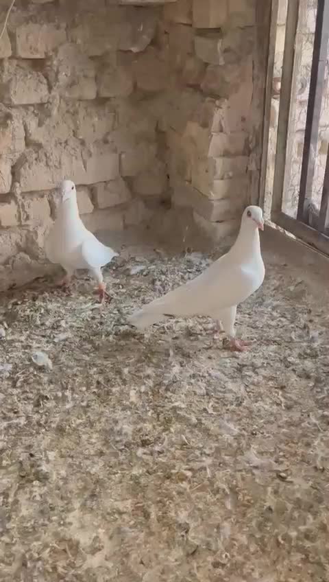 ۸۰۰|پرنده|مروست, |دیوار