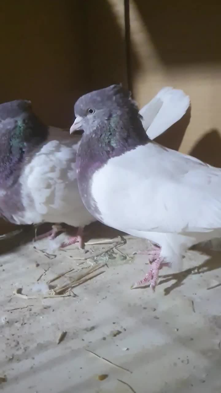 کبوتر کله سرخ مهر|پرنده|یزد, |دیوار