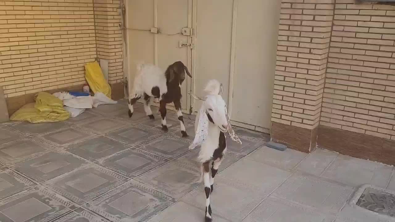 فروش بز و بزغاله|حیوانات مزرعه|طبس, |دیوار