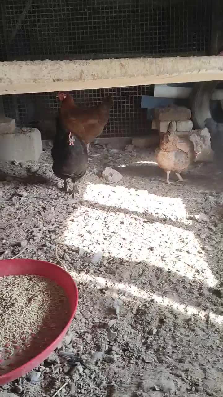 ۱۰تا مرغ و خروس جوان خوشگل تخمگذار|حیوانات مزرعه|صوفیان, |دیوار