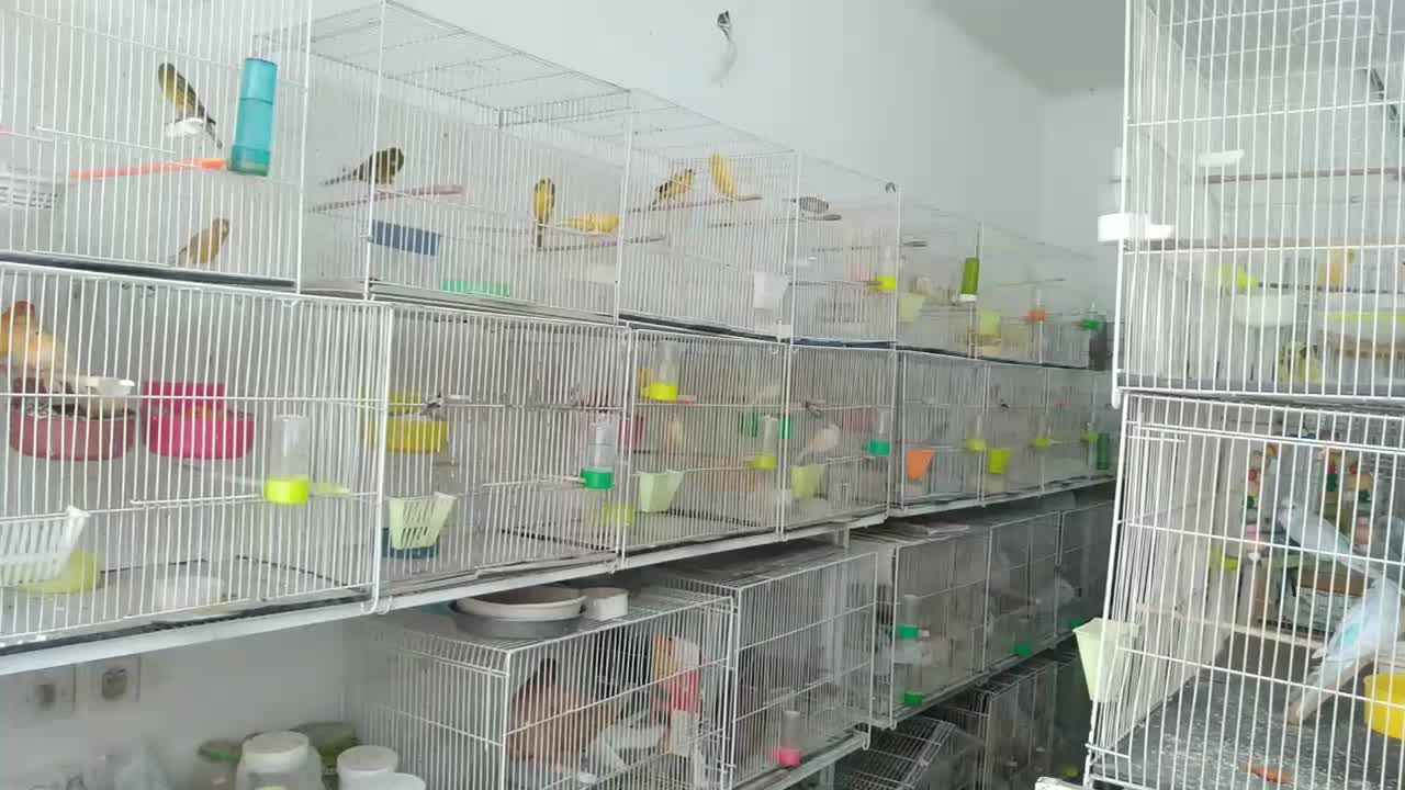 فروش انواع قناری وپرندگان زینتی دان قفس لوازم جانب|پرنده|مشهد, فرهنگیان (شهرک غرب)|دیوار