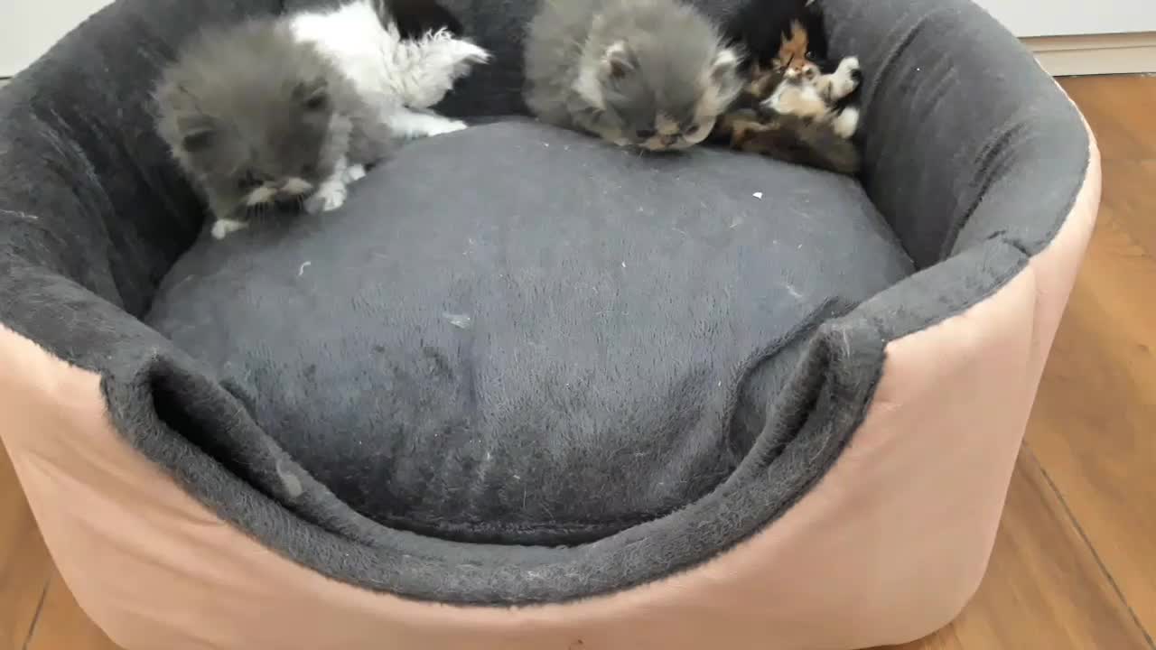 پرشین نرو ماده ۲ماهه|گربه|کهریزک, |دیوار