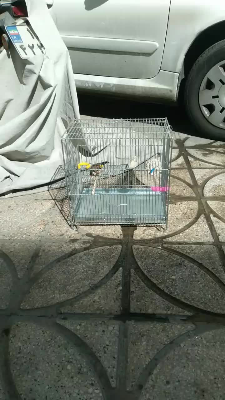 سهره|پرنده|شهر ری, صفاییه (چشمه علی)|دیوار