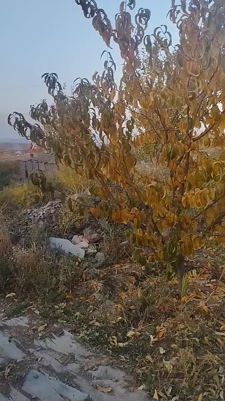 باغ دوهزار متری در زرنق|فروش دفتر صنعتی، کشاورزی، تجاری|میانه, |دیوار