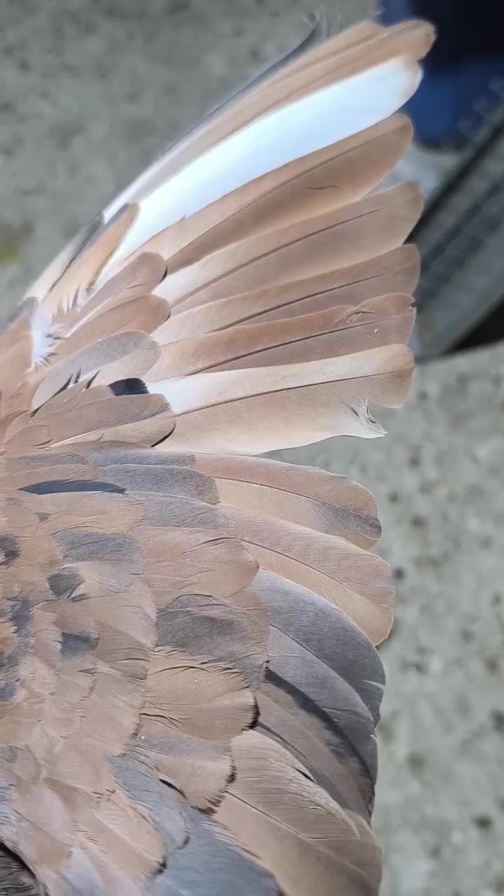 اشعل سرخ خال سیاه /شهری قهوه‌ای ماده|پرنده|خرمشهر, |دیوار