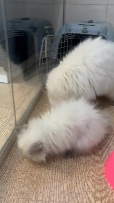 گربه خانگی|گربه|کرمانشاه, |دیوار