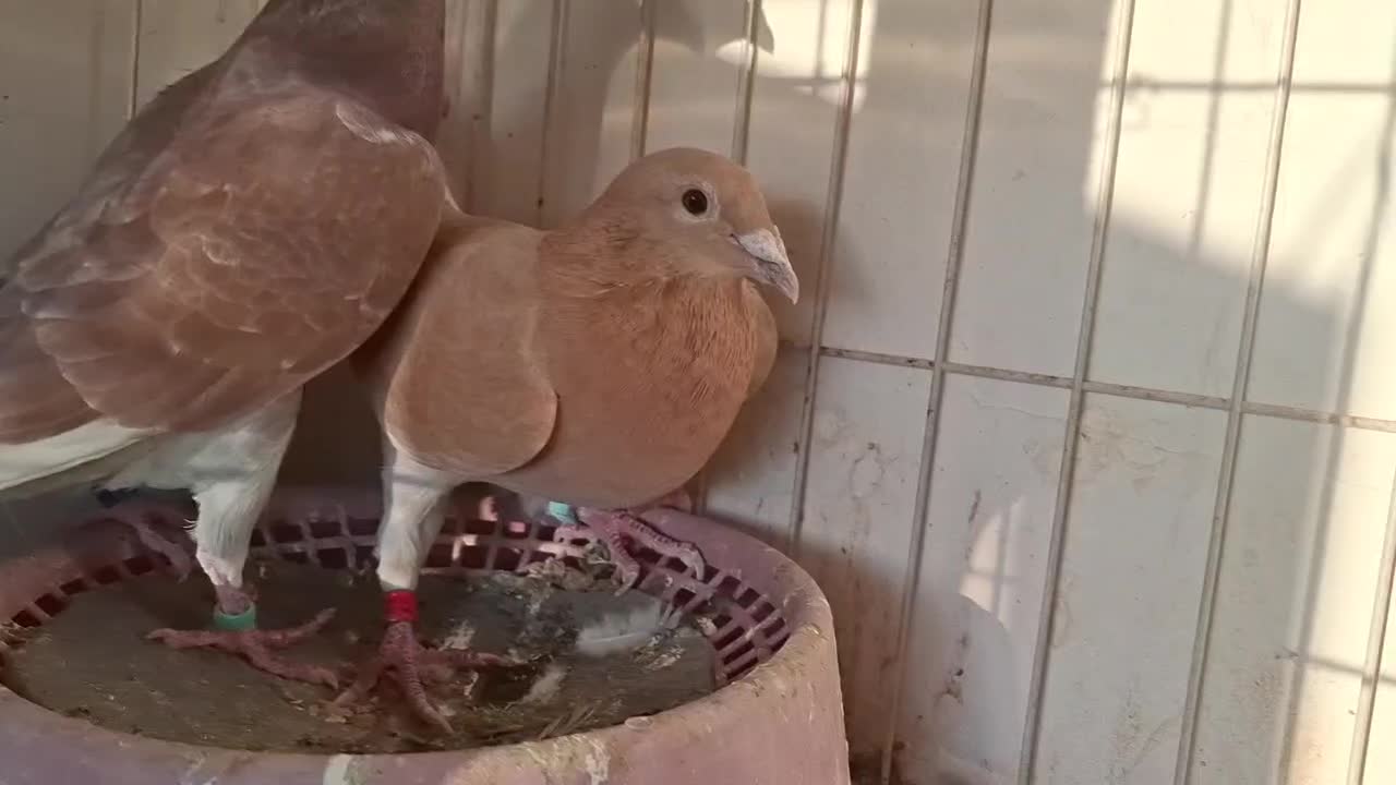 پلاکی رنگ|پرنده|بندر ماهشهر, |دیوار