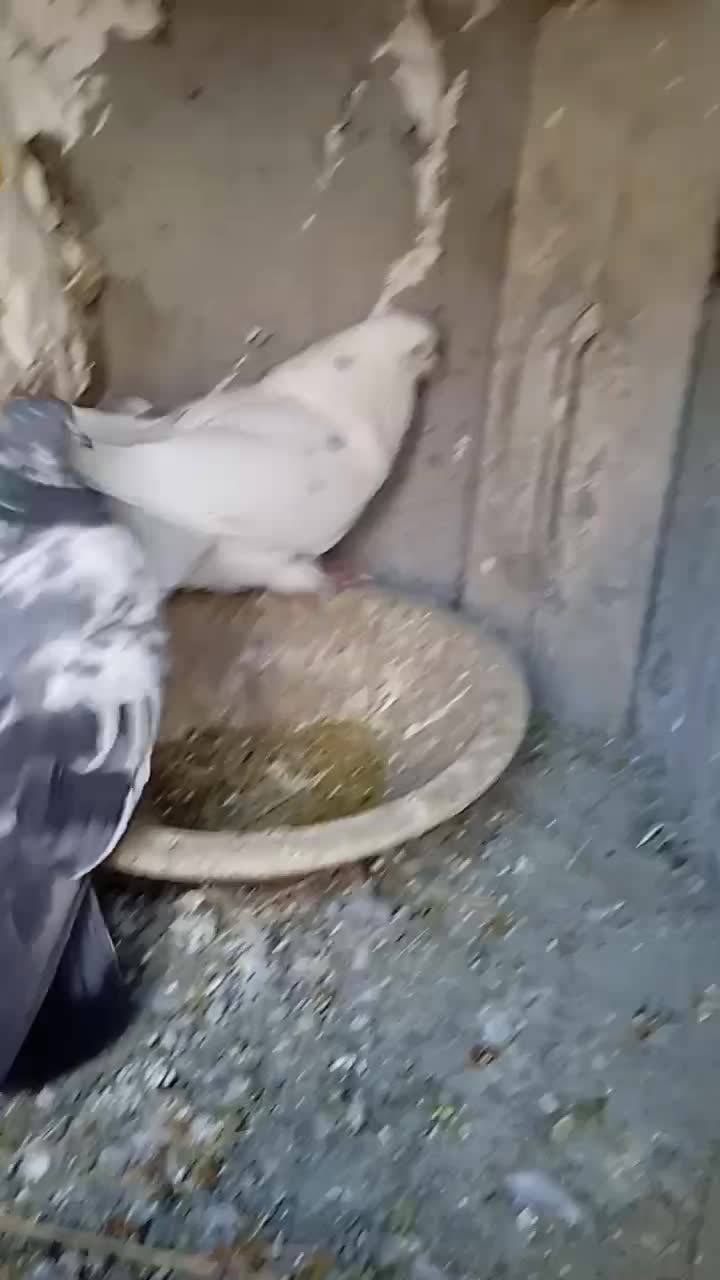 کبوتر|پرنده|تبریز, |دیوار