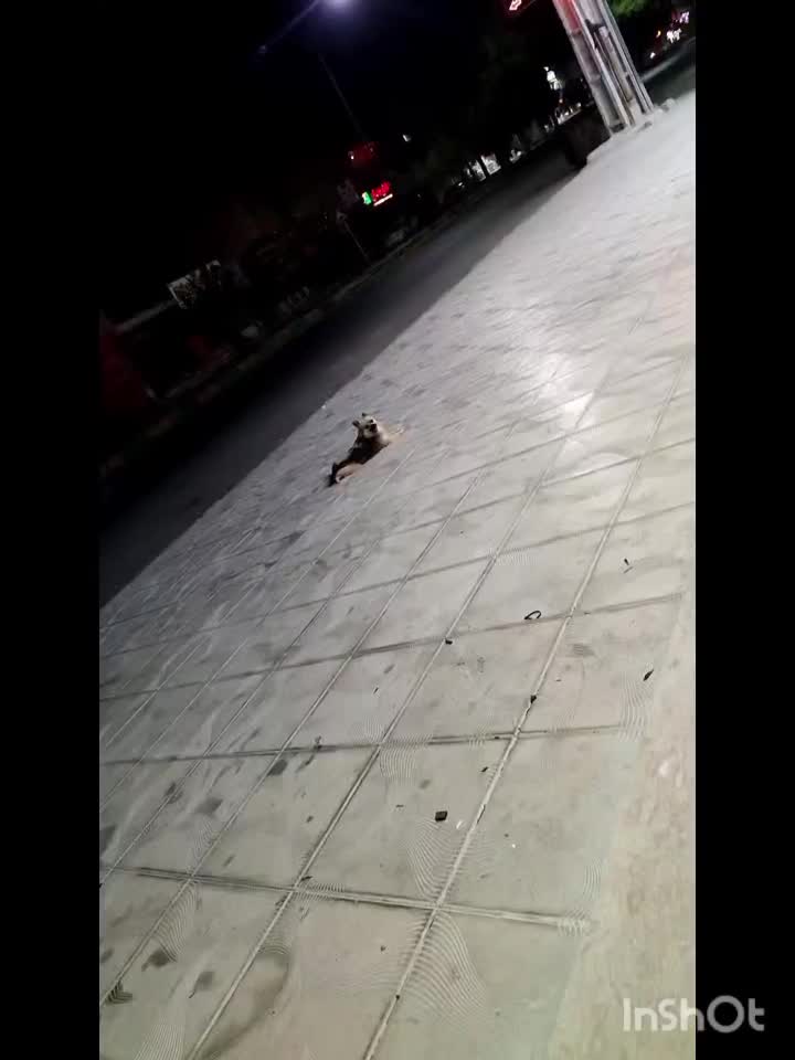 پامر|سگ|میناب, |دیوار