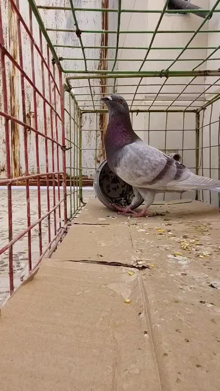 کبوتر نر|پرنده|خورموج, |دیوار