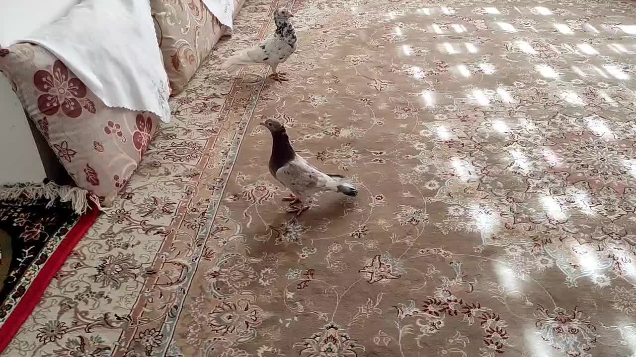 هفترنگ کاکلی عطیقه کاشمر|پرنده|خلیل آباد, |دیوار