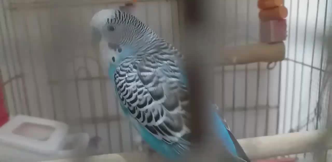 ۲ تا مرغ عشق پنصدهزارتوما|پرنده|تبریز, |دیوار