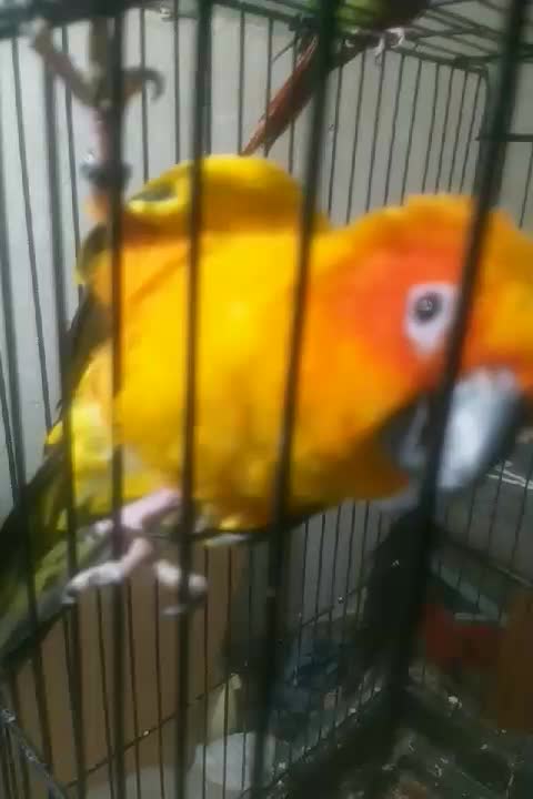 طوطی خورشیدی هفترنگ|پرنده|زرند, |دیوار