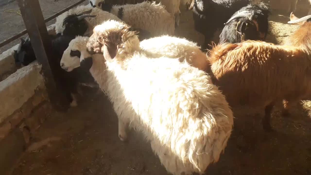 بره ماده سبک کابور زاییده شیشک چینی|حیوانات مزرعه|سده (خراسان جنوبی), |دیوار