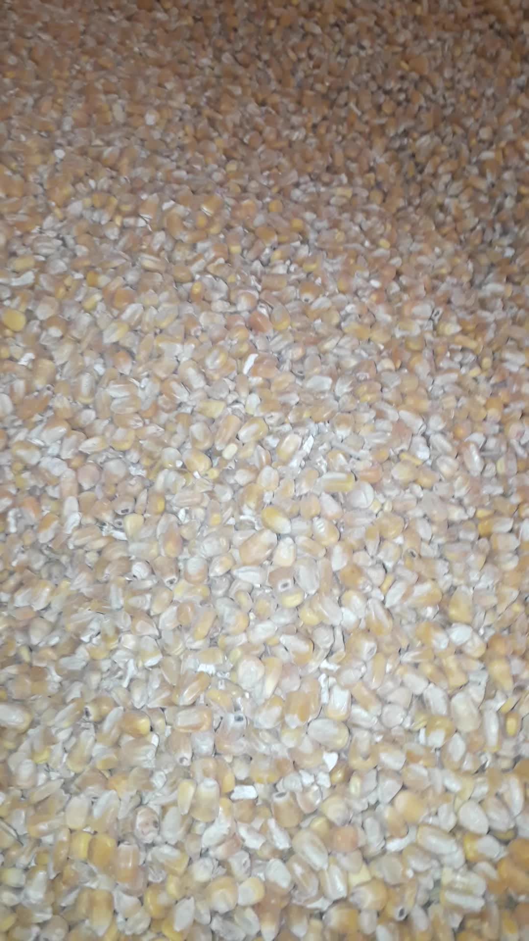 ذرت|لوازم جانبی حیوانات|مهران (ایلام), |دیوار