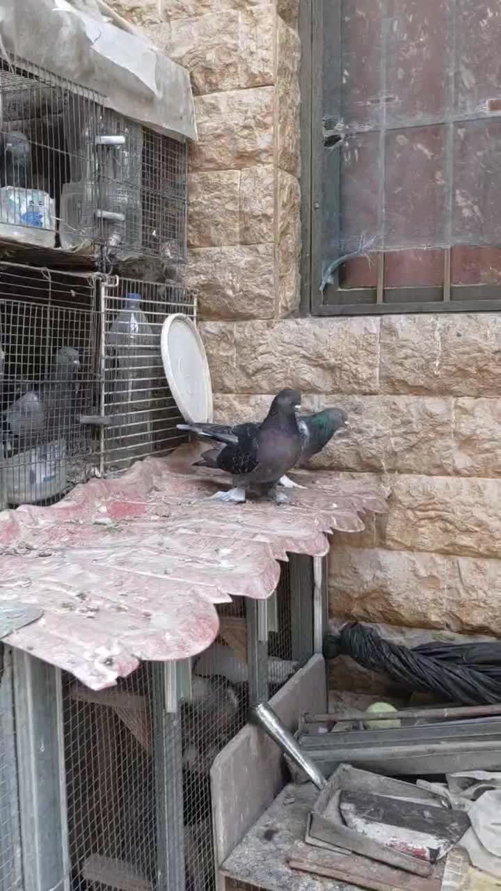 کفتر ترکیه ای  زیره ای جفتی  و سوسنی ترنج ماده|پرنده|شیراز, رکن‌آباد|دیوار