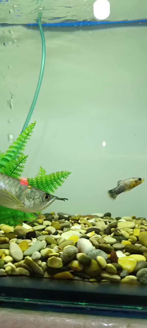 آروانا خوش سایز*فروش اکواریوم شرکتی|ماهی|زنجان, |دیوار