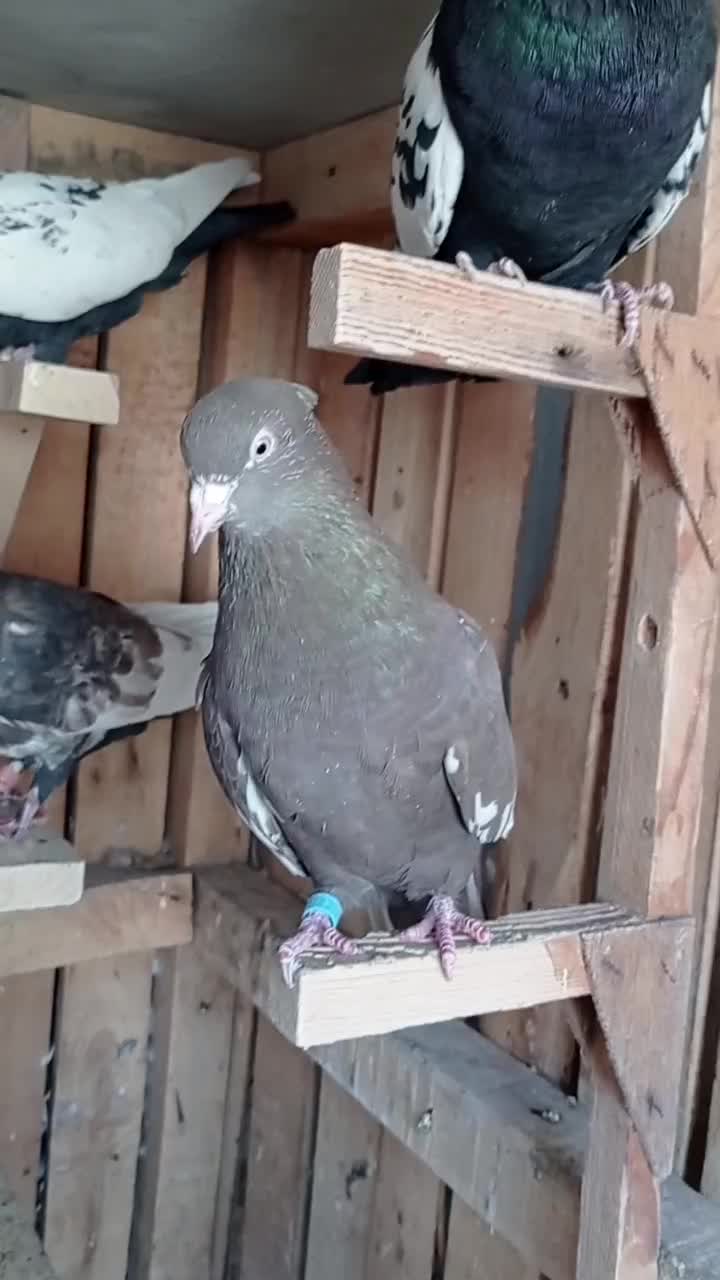 کفتر سینه.شهری.کله.سوسنی|پرنده|شیراز, کوشک میدان|دیوار