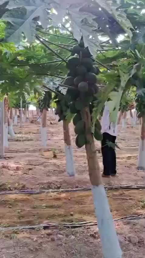 نهال|خدمات باغبانی و درختکاری|مینودشت, |دیوار