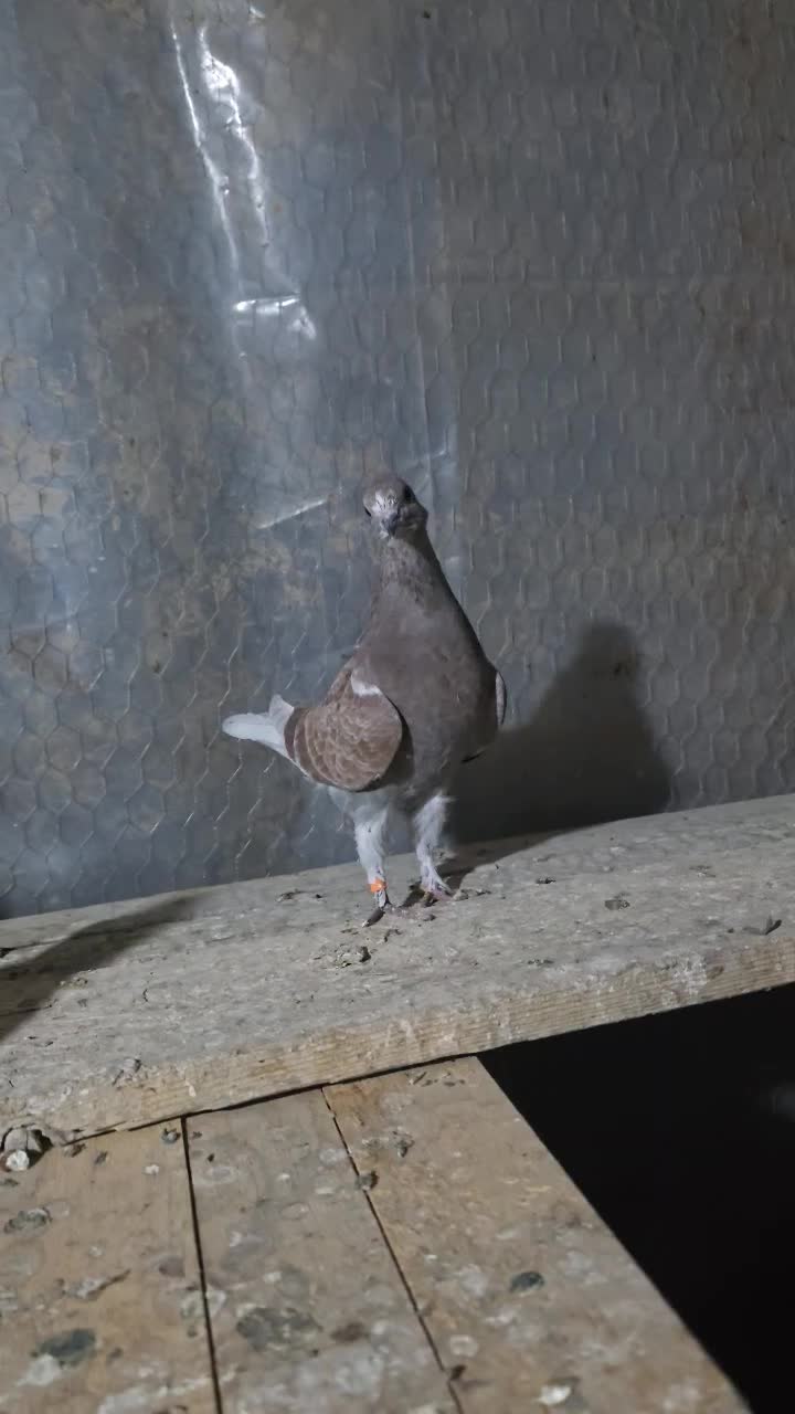 جوجه کبوتر|پرنده|تفرش, |دیوار