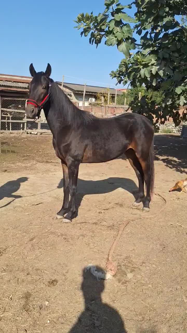 اسب اصیل نریون|اسب و تجهیزات اسبسواری|کردکوی, |دیوار