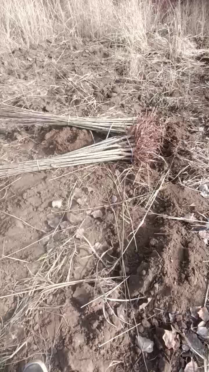 30 بزن رو آگهی تا همه اطلاعات رو بفهمی|گل و گیاه طبیعی|بروجرد, |دیوار