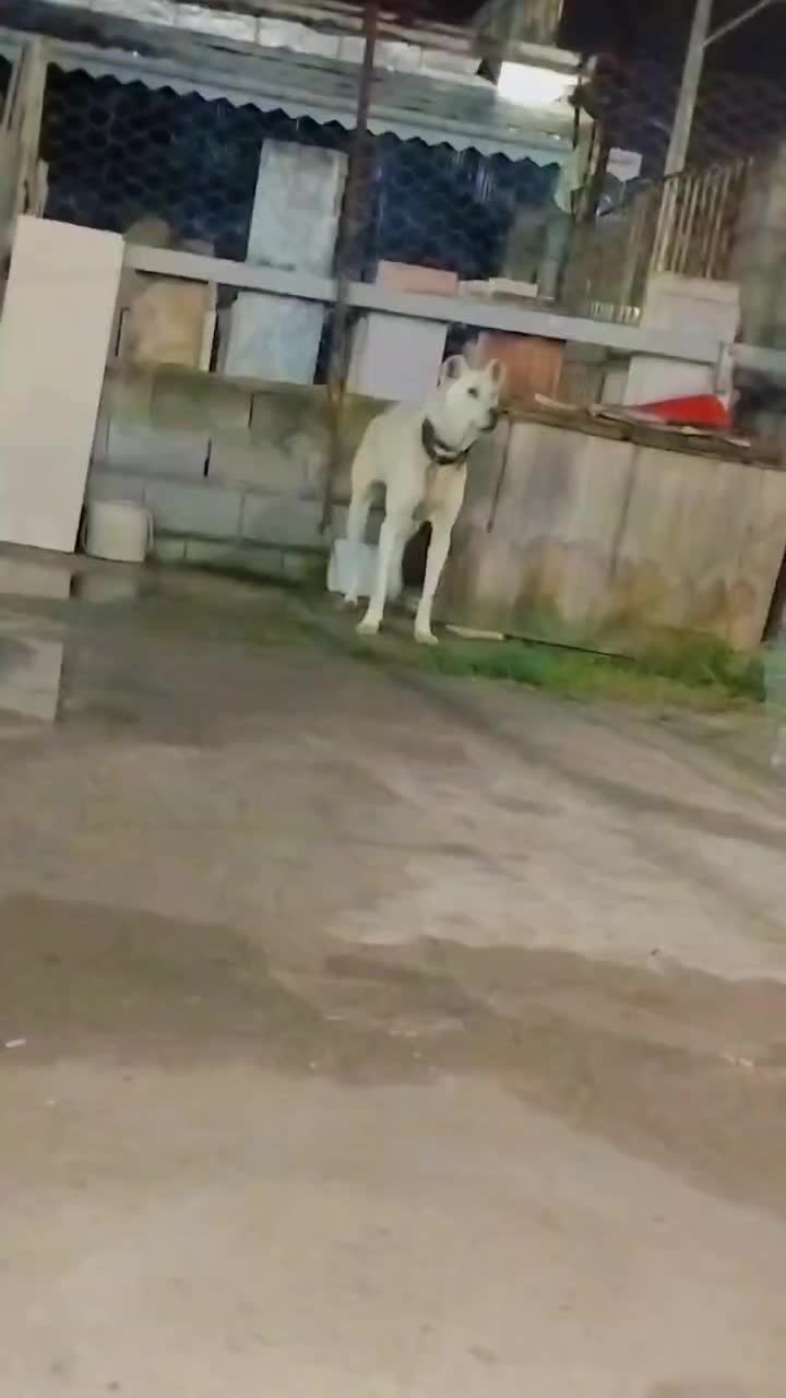 فروشی|سگ|رودسر, |دیوار