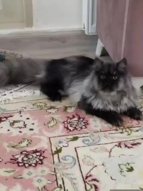 پرشین|گربه|ایلخچی, |دیوار