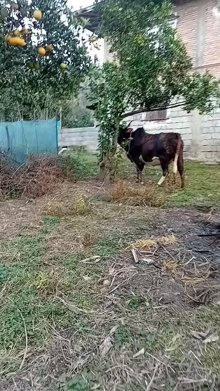 گاو محلی شکم دار|حیوانات مزرعه|رحیم‌آباد, |دیوار