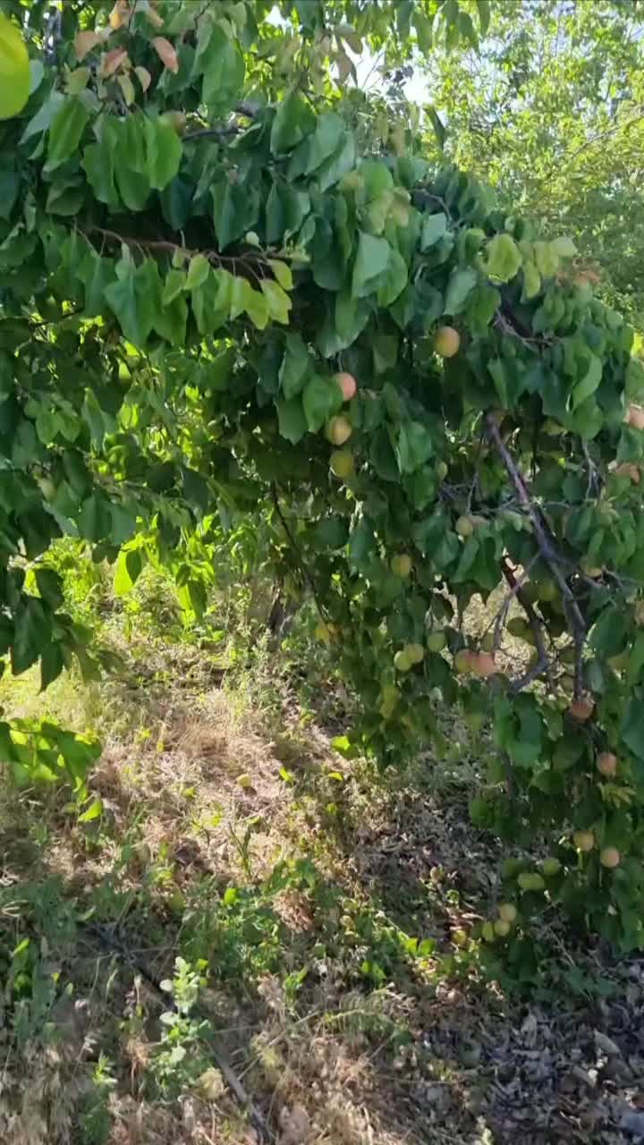 زمین کشاورزی در شوراب صغیر|فروش زمین و ملک کلنگی|شهرکرد, |دیوار