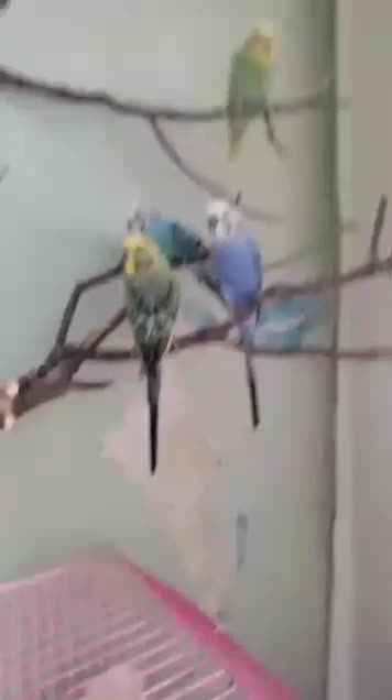 واگذاری مرغ عشق|حیوانات|سنندج, |دیوار