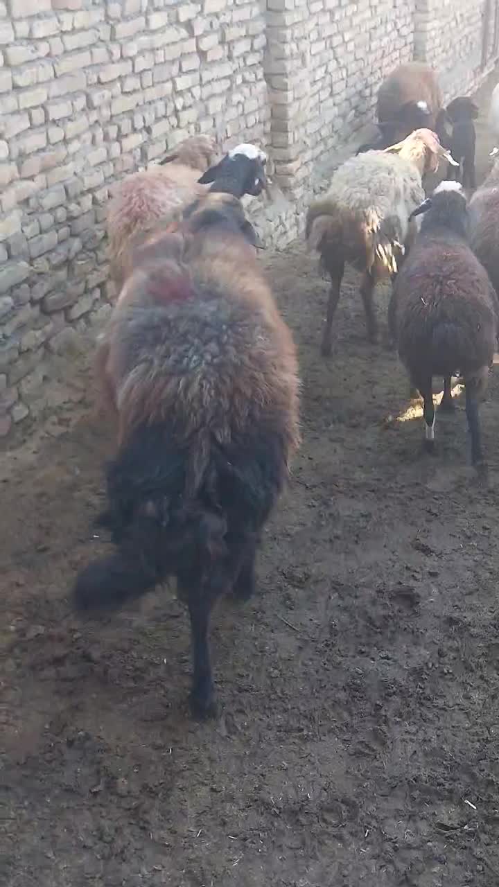 یک قوچ گردن کلف جوان|حیوانات مزرعه|سبزوار, قصبه شرقی|دیوار