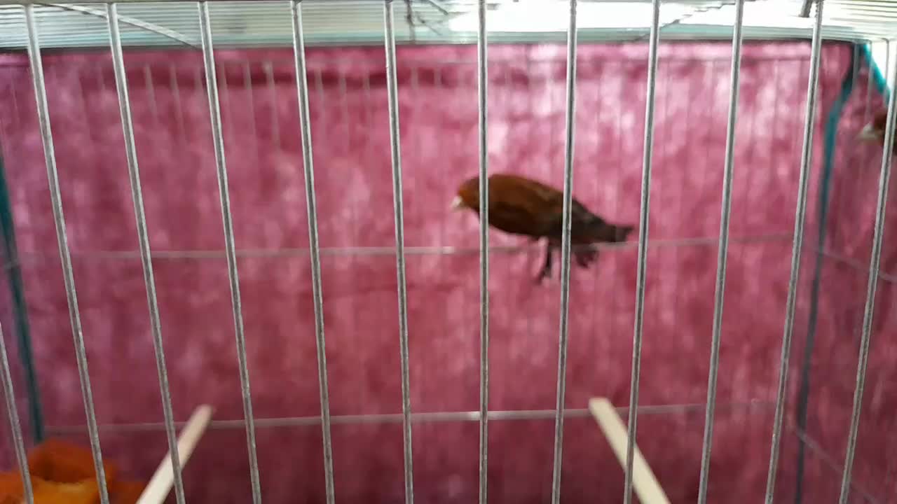 قناری سوخته سرخ|پرنده|کرمان, |دیوار