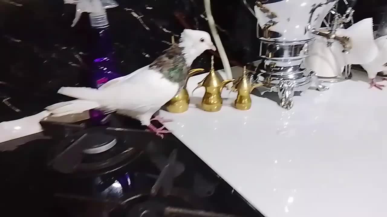 طوقی امیر|پرنده|شاهین‌شهر, شیخ بهایی|دیوار