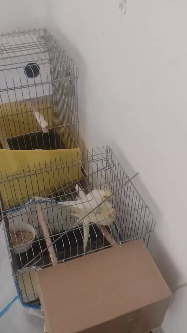 یک جفت عروس هلندی لوتینو صددرصد مولد تضمینی 4 تخم|پرنده|بومهن, |دیوار