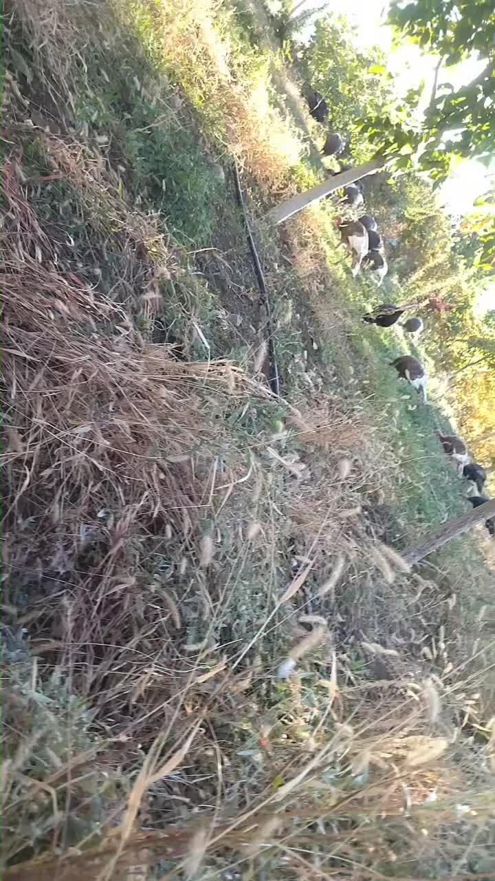 بوقلمون کاملا محلی ( خومالی)|حیوانات مزرعه|سردشت, |دیوار