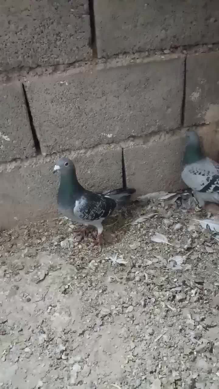 یک جفت کفتر چاشنی بازی|پرنده|بیرجند, |دیوار