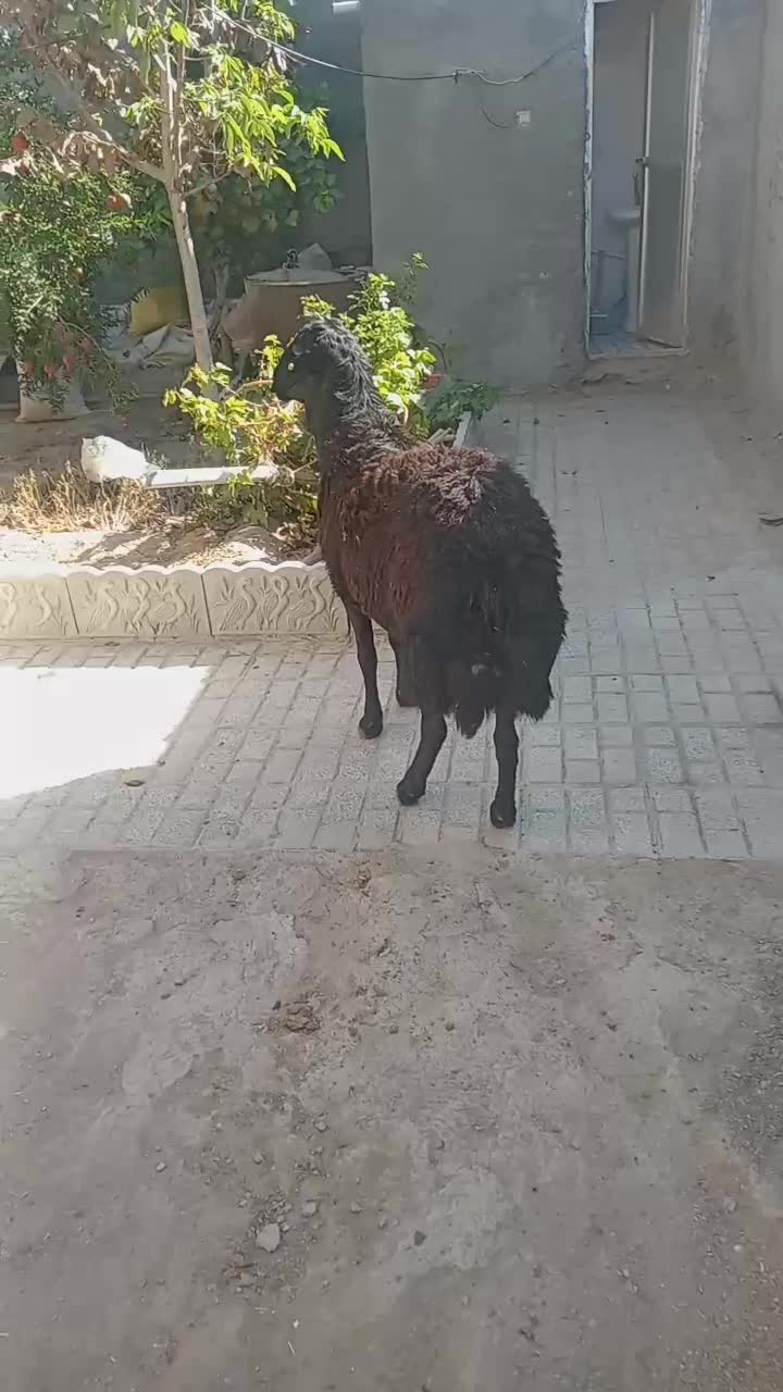 قوچ هترو دو دندان|حیوانات مزرعه|جغتای, |دیوار