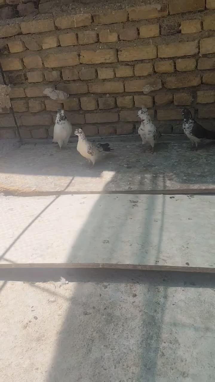 کفتر پرشی|پرنده|اصفهان, شهرستان|دیوار