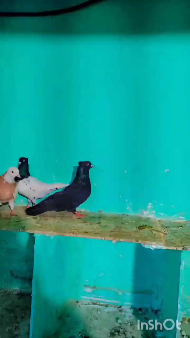 کفتر طوقی زرد سیاه کله صید کله زرد|پرنده|مشهد, شهید احمدی روشن|دیوار