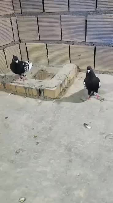 طوقی|پرنده|شوشتر, |دیوار