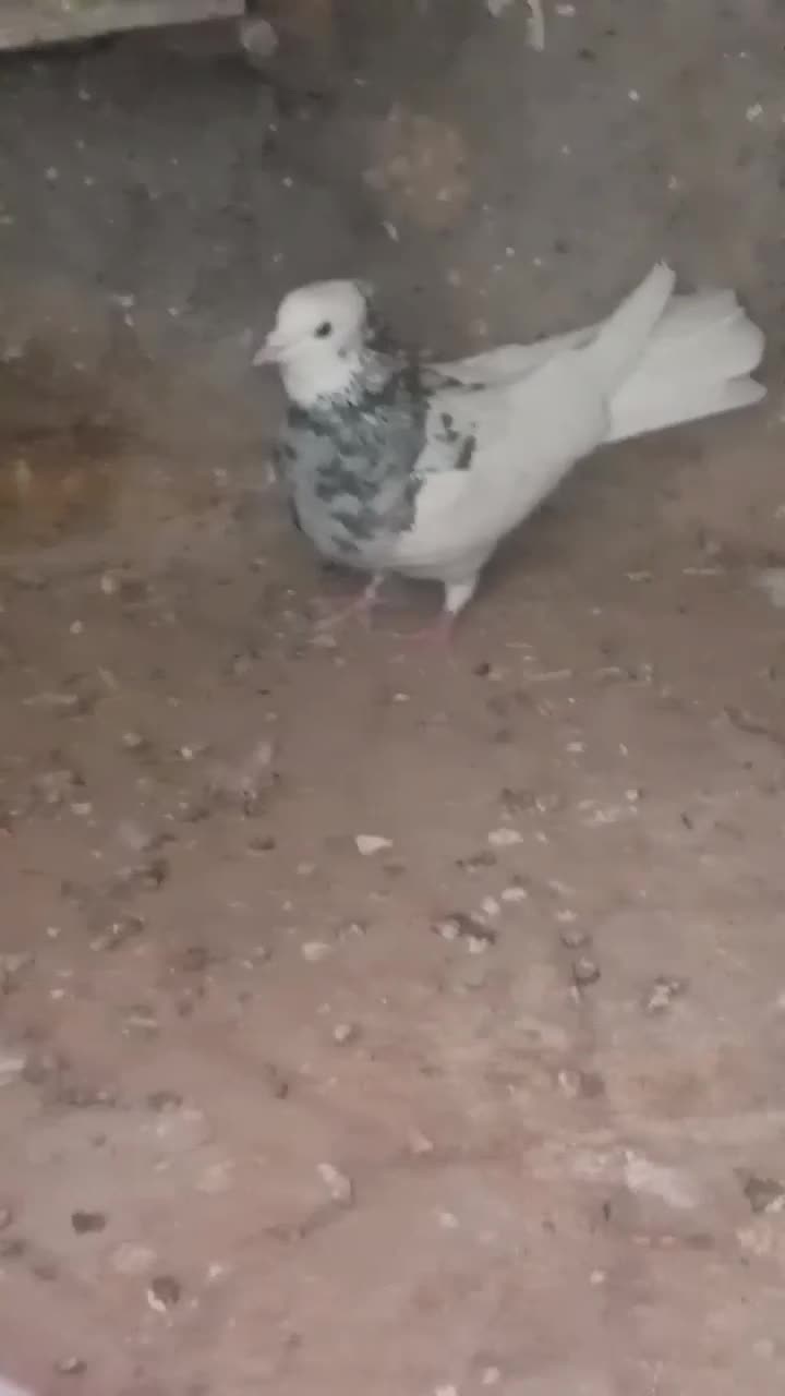 طوق الماسی|پرنده|کاخک, |دیوار